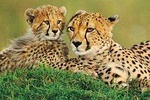 6 Days Kenya Allround Safari