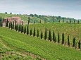 Among ancient sunny vineyards, visit and taste the wines from the San Lorenzo cellar