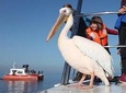 Mola Mola Marine Dolphin Cruise from the Walvis Bay Waterfront to Pelican Point