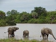 5 Days Get Wild-Nyerere NP (formerly Selous GR) & Mikumi NP Camping Safari