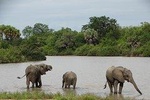 5 Days Get Wild-Nyerere NP (formerly Selous GR) & Mikumi NP Camping Safari