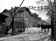 Auschwitz Guided Tour