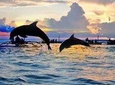 Bali Dolphin Lovina tour and Ulundanu Beratan