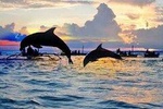 Bali Dolphin Lovina tour and Ulundanu Beratan