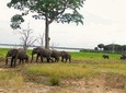 Safari in Selous Game Reserve (Nyerere NP) 3 days