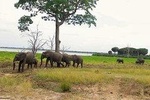 Safari in Selous Game Reserve (Nyerere NP) 3 days
