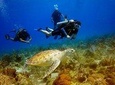 Saona Diving