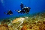 Saona Diving