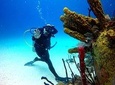 Catalina Island Diving