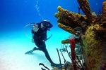 Catalina Island Diving