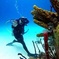 Catalina Island Diving