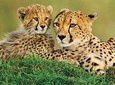 4 days animal kingdom - NAIROBI