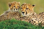 4 days animal kingdom - NAIROBI