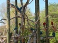 Birdwatching & Photography experience at the National Aviary in Barú