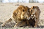 3-day Masai Mara Safari Tour to see the big five and wildebeest migration