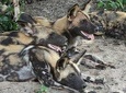4 Days Camping in the heart of Selous GR (Nyerere National Park)