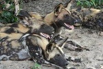 4 Days Camping in the heart of Selous GR (Nyerere National Park)