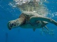 Turtle Snorkeling Adventure (Boat Tour)