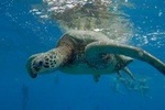 Turtle Snorkeling Adventure (Boat Tour)