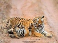 Two Night Tiger Safari Experience at Tadoba National Park &Transfers From Nagpur