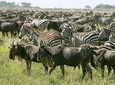 4 Days Join Group tour Tarangire Serengeti and Ngorongoro crater