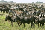 4 Days Join Group tour Tarangire Serengeti and Ngorongoro crater
