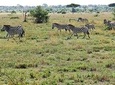 5 Days Camping Tarangire, Serengeti & Ngorongoro crater & Visiting Maasai 