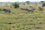 5 Days Camping Tarangire, Serengeti & Ngorongoro crater & Visiting Maasai 