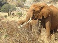7 Days Bigfive Safari - MOMBASA