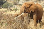 7 Days Bigfive Safari - MOMBASA