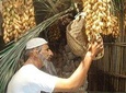 Historical Dubai City Tour