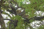 Short Safari from Dar es Salaam to Mikumi National Park - 2 Days