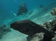 PADI Underwater Naturalist 