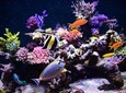 Hurghada Grand Aquarium Red Sea in glass