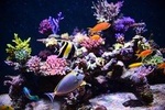 Hurghada Grand Aquarium Red Sea in glass