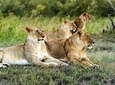Cape Town, Best Of Big Five Safari Fullday Tour