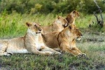 Cape Town, Best Of Big Five Safari Fullday Tour