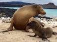 5-Day Galapagos hotels-based tour