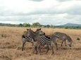 Safari in Mikumi NP 3 Days - Accommodation Inside the Park