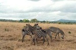 Safari in Mikumi NP 3 Days - Accommodation Inside the Park