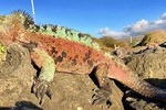 5 Day Galápagos Trip in Santa Cruz Island Land-based