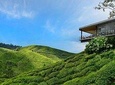 Cameron Highlands Day Tour from Kuala Lumpur