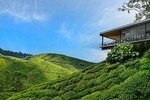 Cameron Highlands Day Tour from Kuala Lumpur