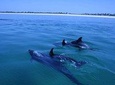 Dolphin Watching in Setubal, The Food Tour in the Market with a Local Chef