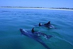 Dolphin Watching in Setubal, The Food Tour in the Market with a Local Chef