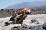 6-Day Trip in Galápagos Land-Based Including 4 Islands