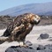 6-Day Trip in Galápagos Land-Based Including 4 Islands