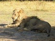 3 Days Central Kalahari Game Reserve, Botswana