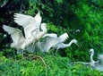 Fresh Crafted Mekong Delta 2 Day Floating Market and Stork Sanctuary