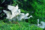 Fresh Crafted Mekong Delta 2 Day Floating Market and Stork Sanctuary